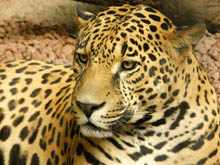 Jaguar 1